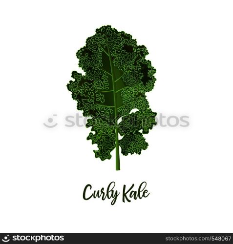 Curly kale. Food concept. Fresh juicy raw close up leaf cabbage isolated. Healthy diet, vegetarian food, spring summer vegetables and seasonings. vector illustration. for decoration, organic salads. Curly kale. Food concept. Fresh juicy raw close up leaf cabbage isolated. Healthy diet, vegetarian food, spring summer