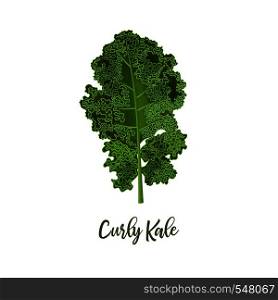 Curly kale. Food concept. Fresh juicy raw close up leaf cabbage isolated. Healthy diet, vegetarian food, spring summer vegetables and seasonings. vector illustration. for decoration, organic salads. Curly kale. Food concept. Fresh juicy raw close up leaf cabbage isolated. Healthy diet, vegetarian food, spring summer