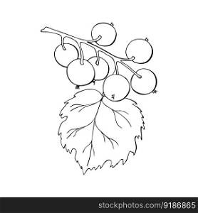 Currant branch with berries, hand drawn doodle drawing, contour, black outline.