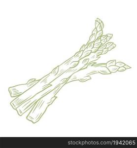 Cut asparagus pods sketch, vector illustration. Several asparagus lie, isolated object. Healthy plant foods. Hand engraving.. Cut asparagus pods sketch, vector illustration.