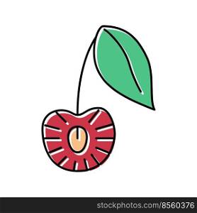 cut cherry color icon vector. cut cherry sign. isolated symbol illustration. cut cherry color icon vector illustration