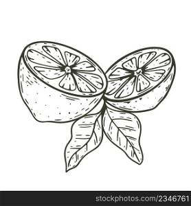 Cut lemon with leaves sketch vintage composition. Citrus halves hand engraved isolated object. Healthy organic food, nutrition icon black and white. Cut lemon with leaves sketch vintage composition