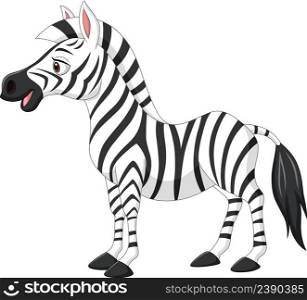 Cute baby zebra isolated on white background