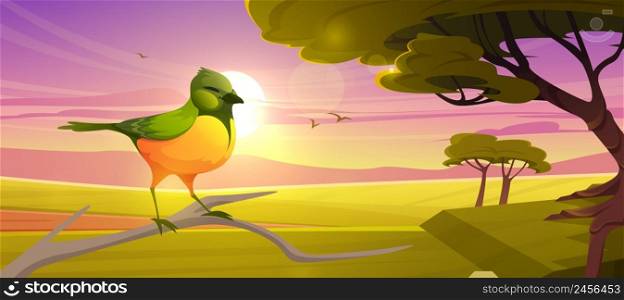 Cute bird sitting on branch on background of savannah at sunset. Vector cartoon illustration of savanna landscape with african emerald cuckoo, acacia trees, green grass and sun at evening. Cute bird sitting on branch in savannah at sunset