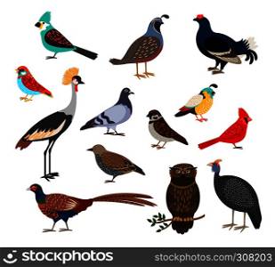 Cute birds. Vector colorful bird set isolated on white background. Cute birds