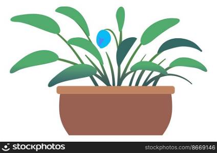 Cute blue flower in pot. Green house plant isolated on white background. Cute blue flower in pot. Green house plant