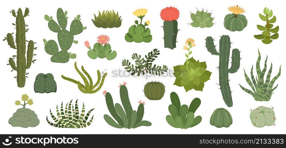 Cute cactus and succulents with flowers, exotic desert plants. Spiky succulent with flowering blossom, home decor terrarium plant vector set. Green spiny cartoon elements with bloom. Cute cactus and succulents with flowers, exotic desert plants. Spiky succulent with flowering blossom, home decor terrarium plant vector set