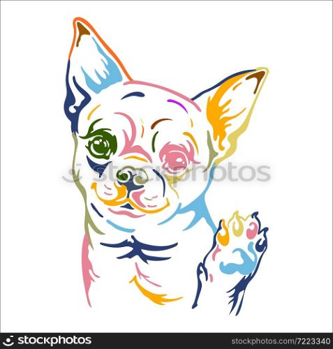 Cute chihuahua dog color contour portrait. Dog head in front view vector illustration isolated on white. For decor, design, print, poster, postcard, sticker, t-shirt, cricut, tattoo and embroidery. Chihuahua dog vector color contour portrait vector