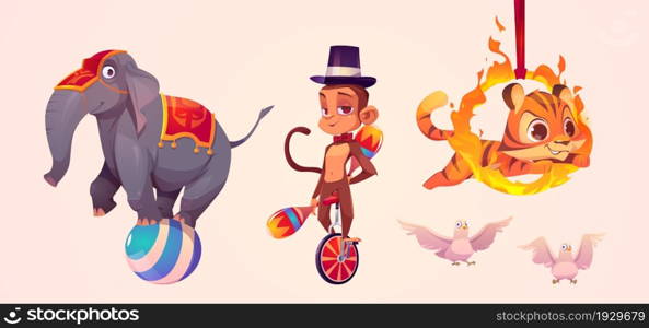 Cute circus animals, elephant standing on ball, monkey juggler, tiger jumping through fire ring and white doves. Vector cartoon set of funny animals performers in amusement park or circus. Cute circus animals, elephant, monkey and tiger