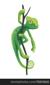Cute green chameleon sitting on tree branch. Exotic lizard pet, tropical forest reptile or zoo Africa or Madagascar jungles animal. Chameleon lizard with green scales and spiral tale climbing on tree. Cute green chameleon siting on tree