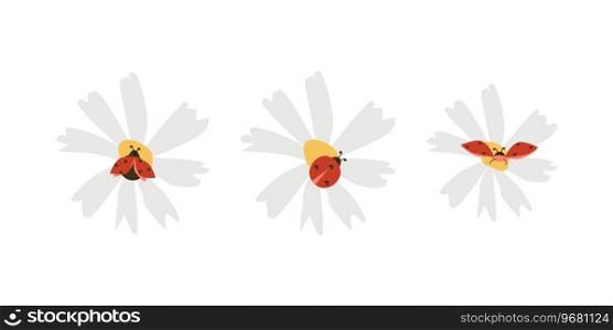 cute love bugs or lady birds on camomile flowers. Vector illustration isolated. Set of lady birds on white flowers. . cute love bugs or lady birds on camomile flower