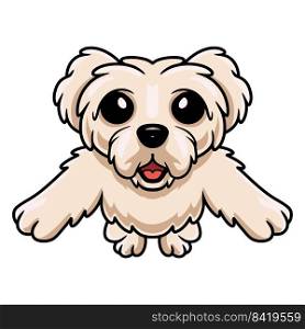 Cute maltese puppy dog cartoon holding blank sign