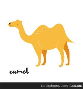 Cute orange camel on white background. Animal character. African inhabitant. Cute camel on white background