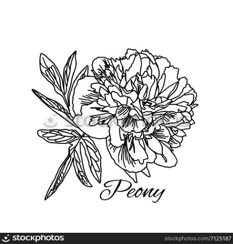 Cute Peony flower in line art style isolated on white background. Vector illustration.. Cute Peony flower in line art style isolated on white.