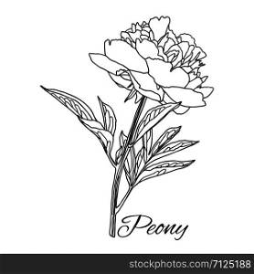 Cute Peony flower in line art style isolated on white background. Vector illustration.. Cute Peony flower in line art style isolated on white.