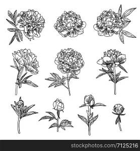 Cute Peony flower set in line art style isolated on white background. Vector illustration.. Cute Peony flower set in line art style isolated on white.