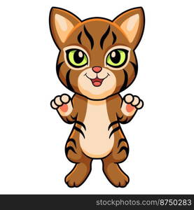 Cute pixie bob cat cartoon