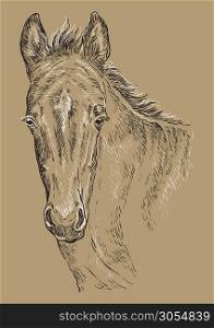 Cute pony foal portrait. Young pony head in black and white colors isolated on beige background. Vector hand drawing illustration. Retro style portrait of pony foal.