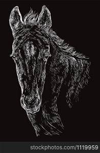 Cute pony foal portrait. Young pony head in white color isolated on black background. Vector hand drawing illustration. Retro style portrait of pony foal.