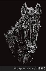 Cute pony foal portrait. Young pony head in white color isolated on black background. Vector hand drawing illustration. Retro style portrait of pony.