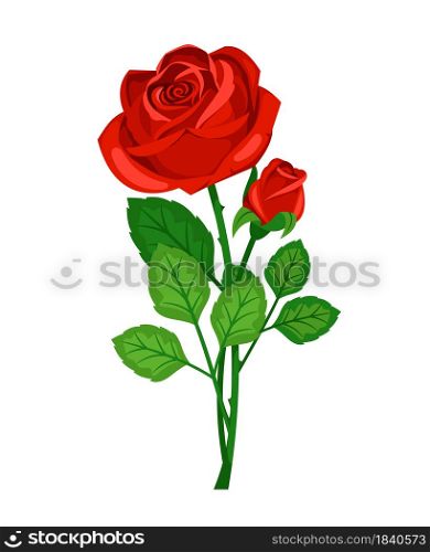 Cute red rose with beautiful buds isolated on white background
