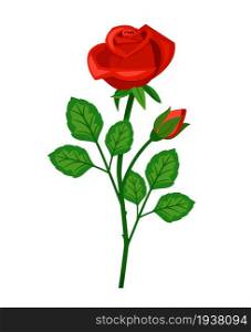 Cute red rose with beautiful buds isolated on white background
