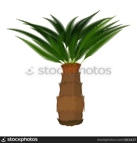 Cycas palm icon. Cartoon illustration of Cycas palm vector icon for web. Cycas palm icon, cartoon style
