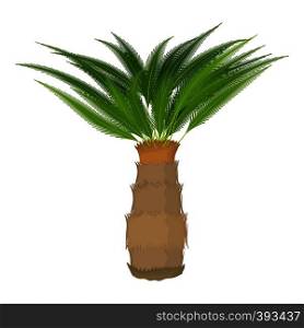 Cycas palm icon. Cartoon illustration of Cycas palm vector icon for web. Cycas palm icon, cartoon style