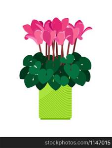 Cyclamen house plant in flower pot vector illustration on white background. Cyclamen house plant