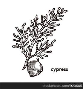 Cypress branch of plant with leaves and berries vector. Monochrome sketch outline isolated twig shrubs and bushes of vegetation in woods and forests. Nature and botanical flora, foliage frondage. Cypress branch of plant with leaves and berries