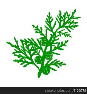 Cypress cedar tree branch. cypress branch with cones. Conifer flower of cypress on green branches. flat silhouette icon isolated on a white background vector illustration. Cypress cedar flat silhouette icon isolated on a white background vector illustration