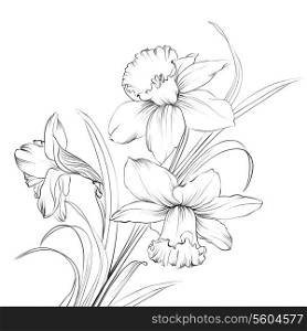 Daffodil flower or narcissus isolated on white. Vector illustration.