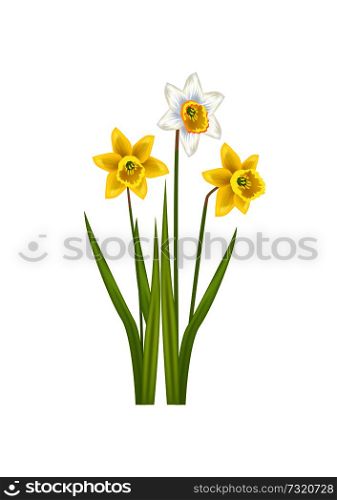 Daffodil narcissus bulbous Eurasian plant, flowers with white or pale outer petals and a shallow orange or yellow cup in the center, vector illustration. Daffodil Narcissus Bulbous Eurasian Plant, Flowers