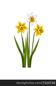 Daffodil narcissus bulbous Eurasian plant, flowers with white or pale outer petals and a shallow orange or yellow cup in the center, vector illustration. Daffodil Narcissus Bulbous Eurasian Plant, Flowers