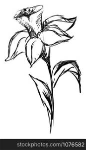 Daffodil sketch, illustration, vector on white background.