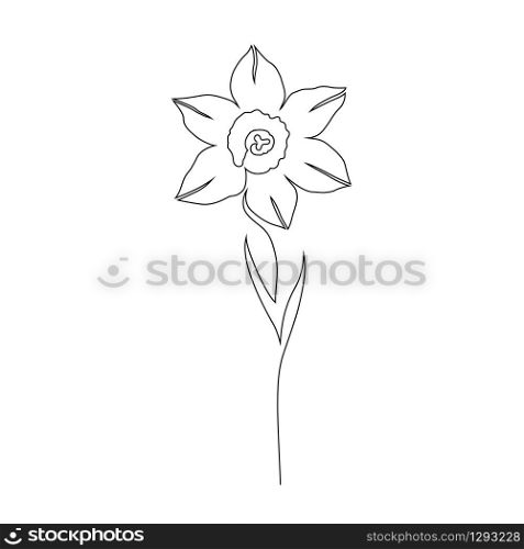 Daffodils flower on white background. One line drawing style.Tattoo idea.