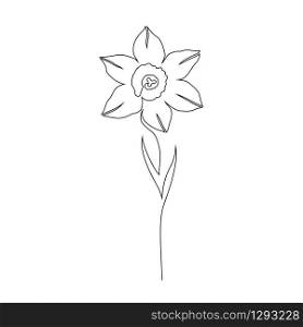Daffodils flower on white background. One line drawing style.Tattoo idea.