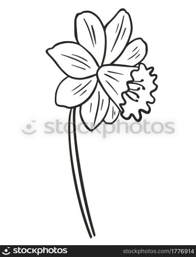 Daffodils flower, vector. Flower contour. Simple botanical natural element Narcissus. Line art. Hand drawing.. Daffodils flower, vector. Flower contour. Simple botanical natural element. Line art.