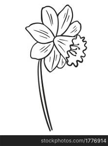 Daffodils flower, vector. Flower contour. Simple botanical natural element Narcissus. Line art. Hand drawing.. Daffodils flower, vector. Flower contour. Simple botanical natural element. Line art.