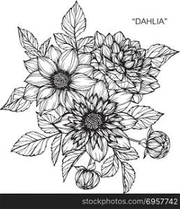 Dahlia flower drawing illustration.