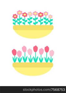 Daisies and marguerites, tulips springtime flowers grown in clay pot or flower-bed vector isolated plants. Colorful floral elements, pink and red botanical blossoms. Daisies and Marguerites, Tulips Springtime Flowers