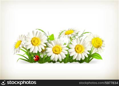 Daisies in grass, vector