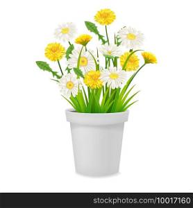 Daisy and dandelions blossom in flowerpot, spring flowers. Realistic vector illustration isolated on white background. Daisy and dandelions blossom in flowerpot, spring flowers. Realistic vector illustration