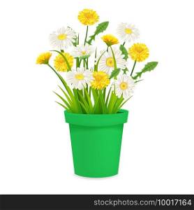 Daisy and dandelions blossom in green flowerpot, spring flowers. Realistic vector illustration isolated on white background. Daisy and dandelions blossom in green flowerpot, spring flowers. Realistic vector illustration