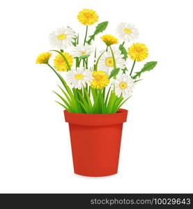 Daisy and dandelions blossom in red flowerpot, spring flowers. Realistic vector illustration isolated on white background. Daisy and dandelions blossom in red flowerpot, spring flowers. Realistic vector illustration