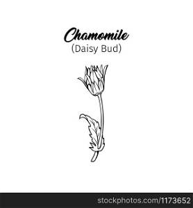 Daisy bud freehand vector illustration. Young German chamomile, Matricaria chamomilla outline with title. Honey plant, wild flower monochrome engraving. Homeopathic herb, wildflower. Chamomile bud freehand black ink sketch