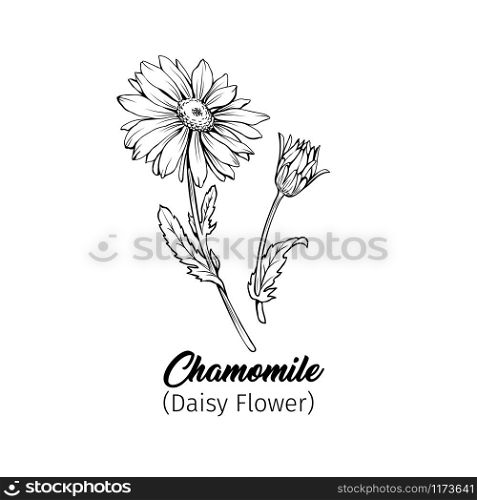 Daisy flower blossom freehand vector illustration. German chamomile, Matricaria chamomilla petals monochrome outline with title. Honey plant, wild flower engraving. Homeopathic herb, wildflower. Chamomile freehand black ink sketch