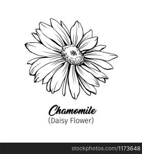 Daisy flower blossom freehand vector illustration. German chamomile, Matricaria chamomilla petals monochrome outline with title. Honey plant, wild flower engraving. Homeopathic herb, wildflower. Chamomile freehand black ink sketch