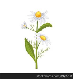 daisy flower summer cartoon. floral spring, white nature, plant blossom, chamomile , petal camomile, beautiful bloom daisy flower summer vector illustration. daisy flower summer cartoon vector illustration