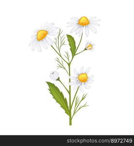 daisy flower summer cartoon. floral spring, white nature, plant blossom, yellow, petal camomile, beautiful bloom daisy flower summer vector illustration. daisy flower summer cartoon vector illustration